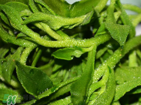 冰草什么人不能吃？冰草什么體質(zhì)不能吃？