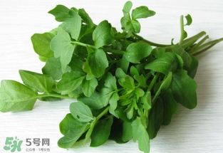西洋菜是什么菜？西洋菜是什么樣的