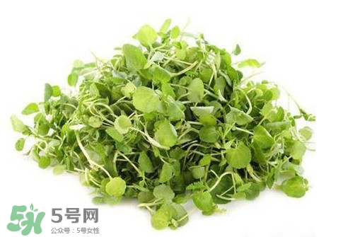孕婦能吃西洋菜嗎？孕婦可以吃西洋菜嗎