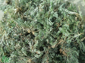 白蒿多少錢(qián)一斤？白蒿的價(jià)格