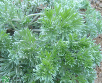 白蒿多少錢(qián)一斤？白蒿的價(jià)格