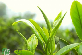 谷雨為什么喝谷雨茶？谷雨茶是什么茶？