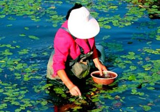 莼菜是什么菜？莼菜是荷葉嗎？