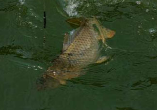 谷雨好釣魚(yú)嗎？谷雨釣魚(yú)用什么餌料？