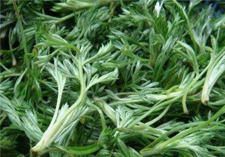 白蒿能治黃疸嗎？白蒿水可以治黃疸嗎？