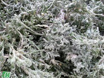 白蒿怎么做好吃？白蒿的做法