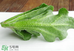 冰草不能和什么一起吃？冰草不能和什么同時(shí)吃？