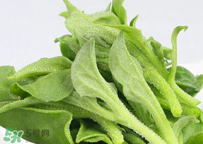 冰草可以放冰箱嗎？冰草能用冰塊保存嗎？