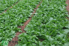 冰菜什么季節(jié)種植？冰菜怎么種植？