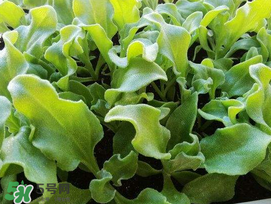 冰菜什么季節(jié)種植？冰菜怎么種植？