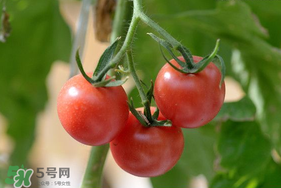 蝦爬子可以和西紅柿一起吃嗎？蝦爬和西紅柿能一起吃嗎？