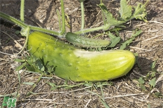 黃瓜根能吃嗎？黃瓜根可以吃嗎？