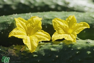 黃瓜根能吃嗎？黃瓜根可以吃嗎？