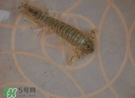 蝦爬子怎么保存？蝦爬子怎么保存才新鮮？