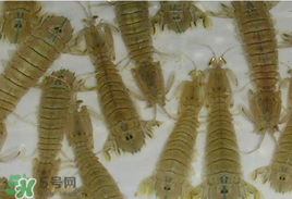 蝦爬子怎么保存？蝦爬子怎么保存才新鮮？