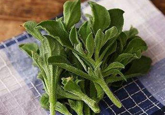 吃冰菜有什么好處？冰菜吃了有什么好處？