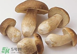 美味牛肝菌多少錢一斤？一斤牛肝菌多少錢？