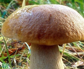 美味牛肝菌多少錢一斤？一斤牛肝菌多少錢？