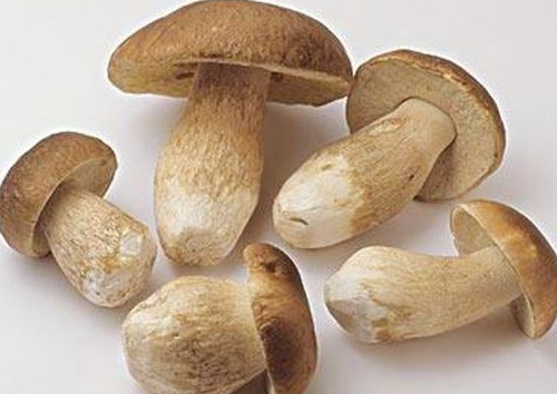 牛肝菌怎么吃？牛肝菌怎么做不會中毒