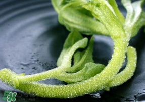 冰菜是什么菜？冰菜和冰草一樣嗎？