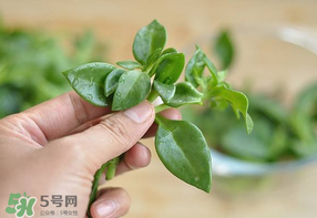 冰菜和穿心蓮是同一種菜嗎？冰菜和穿心蓮是一科嗎？
