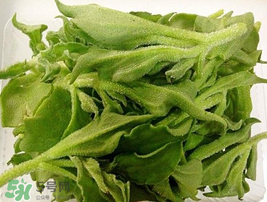 冰菜可以生吃嗎？冰菜能生吃嗎？