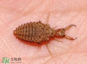 蟻獅價(jià)格多少錢一斤？蟻獅多少錢一克？