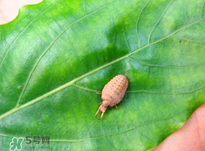 蟻獅價(jià)格多少錢一斤？蟻獅多少錢一克？