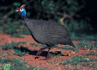 珍珠雞多少錢一斤2017？2017珍珠雞多少錢一斤？