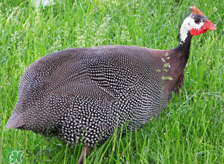 珍珠雞多少錢一斤2017？2017珍珠雞多少錢一斤？