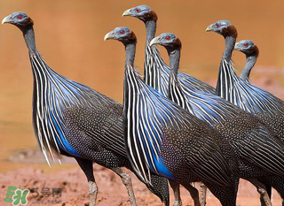 珍珠雞多少錢一斤2017？2017珍珠雞多少錢一斤？