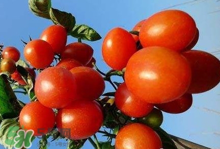 怎樣種植小番茄？小番茄怎么種