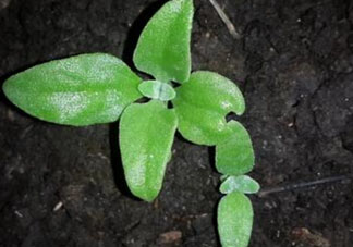 冰菜是什么菜？冰菜和冰草一樣嗎？