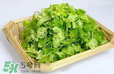 芹菜葉能吃嗎？芹菜葉可以吃嗎