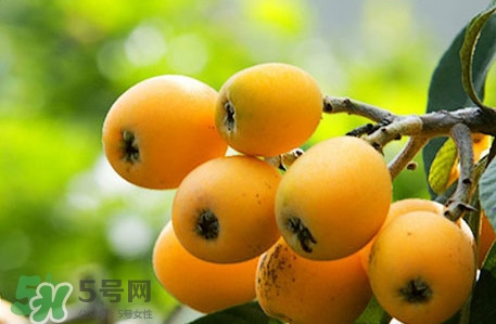 枇杷不能和什么一起吃？枇杷不能跟什么一起吃