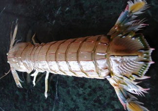 爬蝦蒸還是煮？爬蝦蒸好還是煮好？