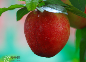 油桃多少錢一斤？油桃多少錢一斤2017？