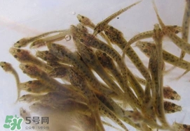 泥鰍吃什么？泥鰍吃什么食物