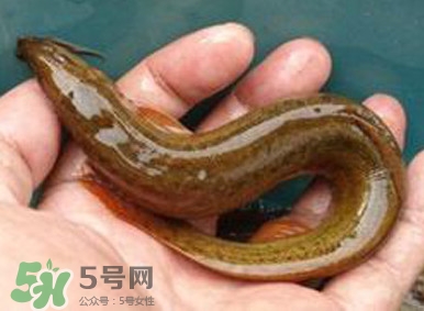 泥鰍是魚嗎？泥鰍是海鮮嗎