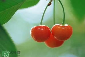 吃櫻桃會(huì)醉嗎？櫻桃吃多了會(huì)醉嗎？