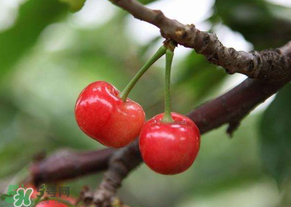 吃櫻桃會(huì)醉嗎？櫻桃吃多了會(huì)醉嗎？
