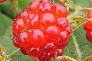 刺泡怎么保存？刺泡保存方法