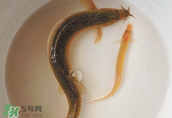 泥鰍吃什么？泥鰍吃什么食物