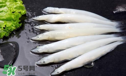 銀魚(yú)是面條魚(yú)嗎？面條魚(yú)和銀魚(yú)的區(qū)別