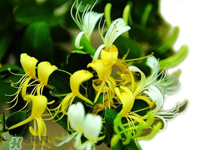 金銀花什么時候采摘最好？金銀花幾月份采摘？