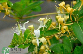 金銀花不能和什么一起吃？金銀花和什么相克？