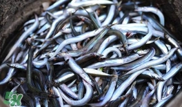 面條魚有什么營(yíng)養(yǎng)？面條魚營(yíng)養(yǎng)價(jià)值