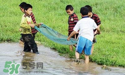 泥鰍怎么抓？泥鰍怎么捉