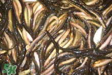 泥鰍有幾種？泥鰍品種大全