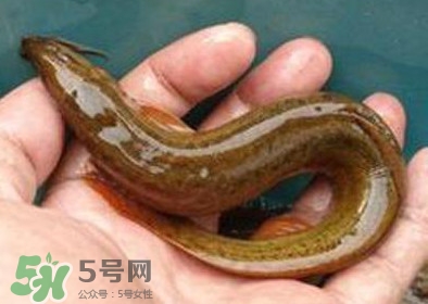 泥鰍死了多久不能吃？泥鰍死了怎么處理